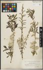 Foto von Salix purpurea L.